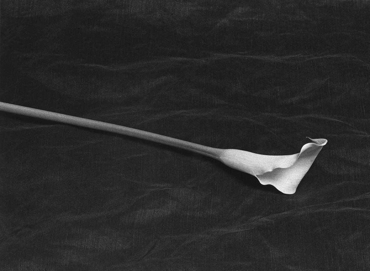 black and white still life of white Calla Lily