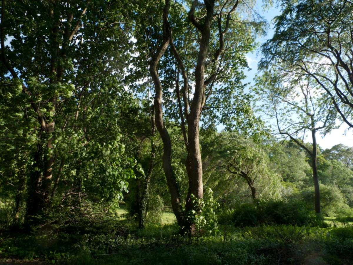 Color image of trees with leaves with blue sky behind