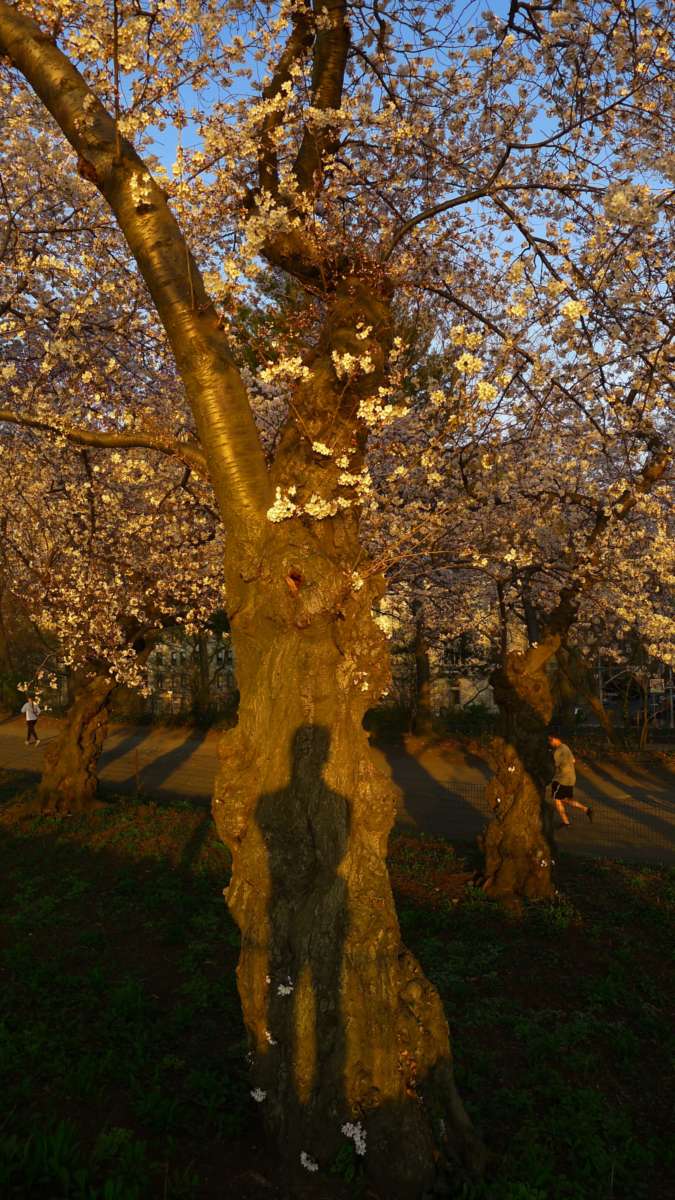 Tree with blooming small white flowers with shadow of photographer on the trunk