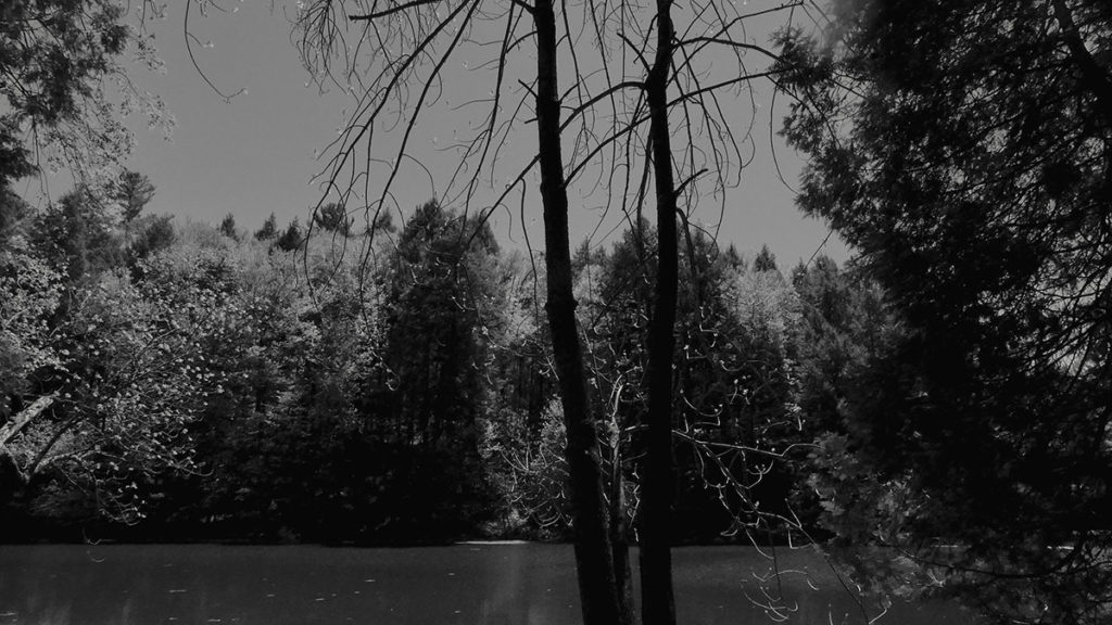 Black and white image of a tree with water behind it and more vegitation in the background